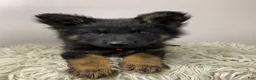 German Shepherd dogs for sale: Fizz - Ad 15