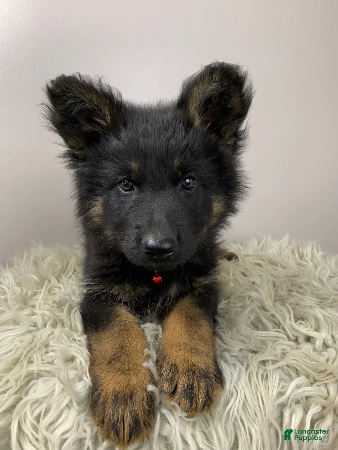 German Shepherd dogs for sale: Fizz - Ad 15