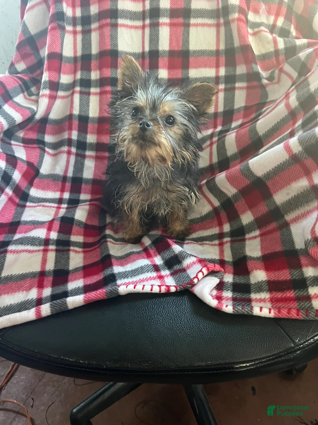 Yorkshire Terrier dogs for sale: Little one - Ad 2