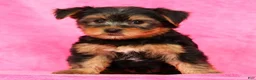 Yorkshire Terrier dogs for sale: Leo - Ad 6