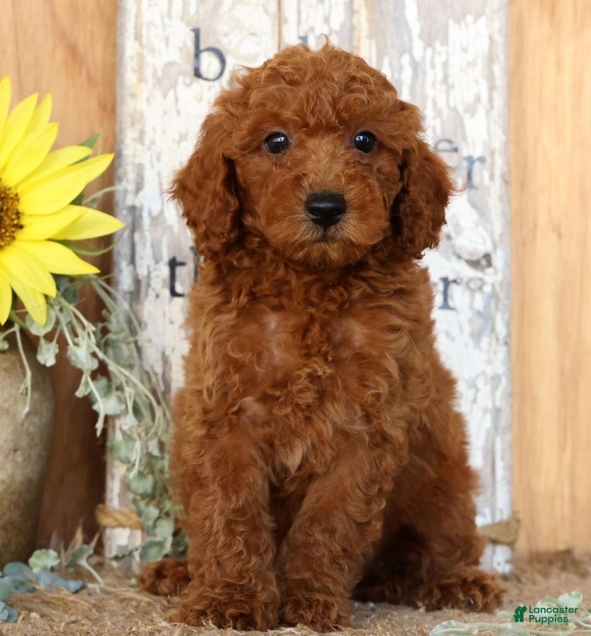 Miniature Poodle dogs Neo - Ad 2