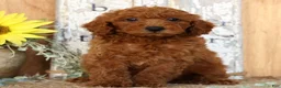 Miniature Poodle dogs for sale: Neo - Ad 2