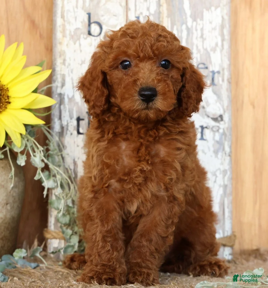 Miniature Poodle dogs for sale: Neo - Ad 2