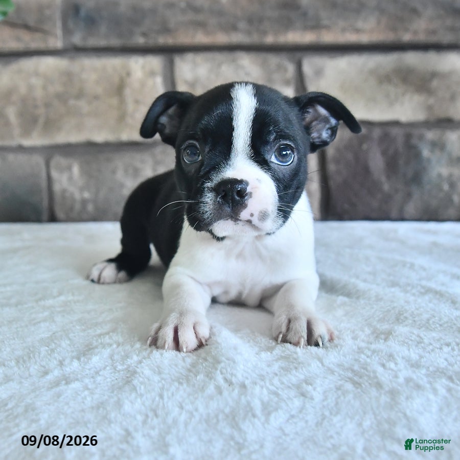 Boston Terrier dogs Clancy - Ad 1