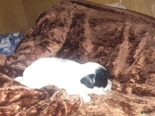 Sheepadoodle dogs Sheepadoodle Puppy 5 - Ad 5