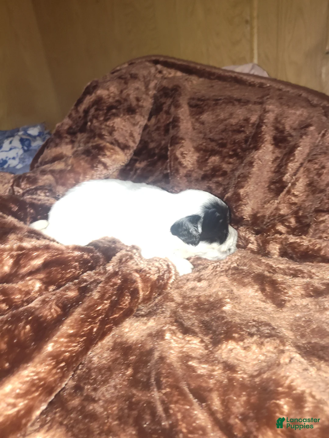 Sheepadoodle dogs for sale: Sheepadoodle Puppy 5 - Ad 1