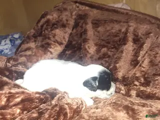 Sheepadoodle dogs Sheepadoodle Puppy 5 - Ad 4