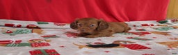 Miniature Dachshund dogs for sale: andrea - Ad 3