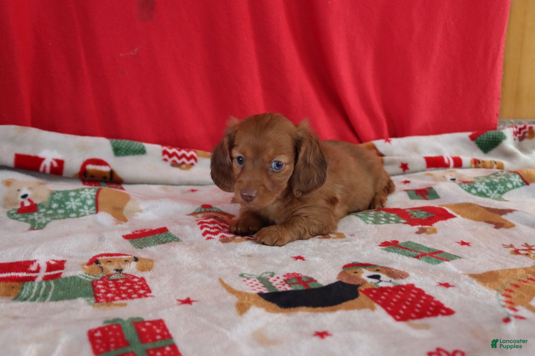 Miniature Dachshund dogs for sale: andrea - Ad 3