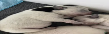 Puppy 1