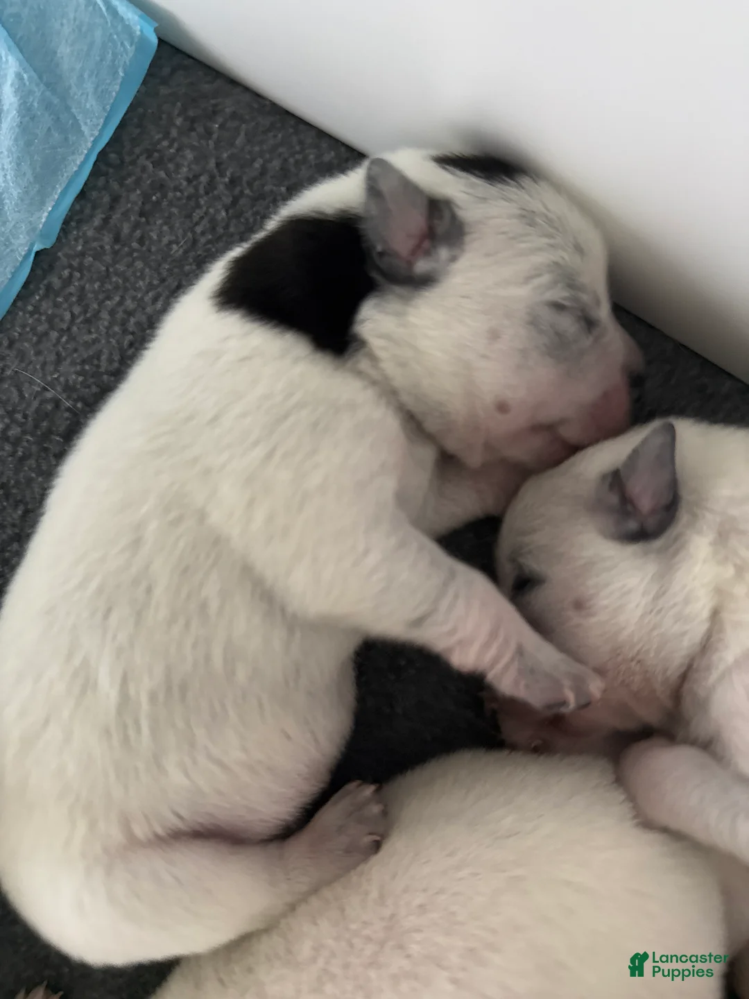 Australian Cattle Dog dogs for sale: Puppy 1 - Ad 1