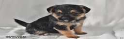Mixed Breed dogs for sale: Lacey - Ad 3