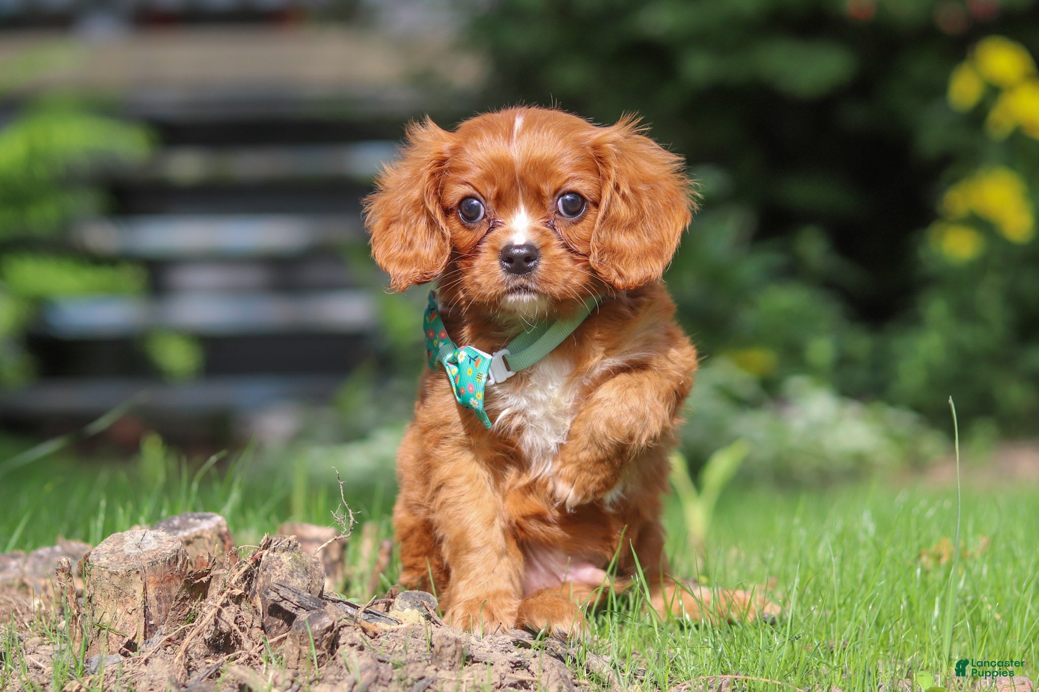 Cavalier King Charles Spaniel dogs for sale: Rusty - Ad 2