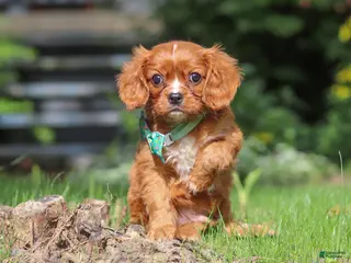 Cavalier King Charles Spaniel dogs for sale: Rusty - Ad 2