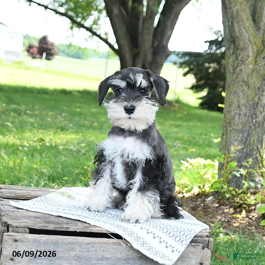 Miniature Schnauzer dogs Ice  - Ad 1