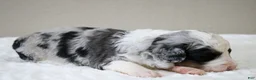 Mini Bernedoodle dogs for sale: Scottie  - Ad 4