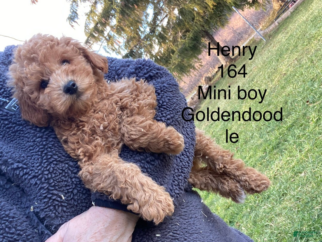 Mini Goldendoodle dogs for sale: Mini Goldendoodle Puppy Henry  - Ad 5