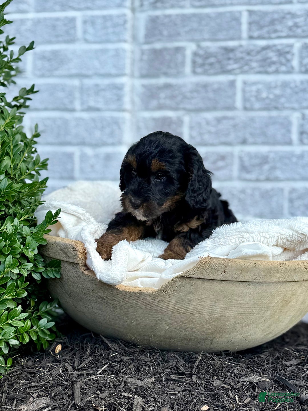 Cavapoo dogs for sale: Mickey - Ad 7