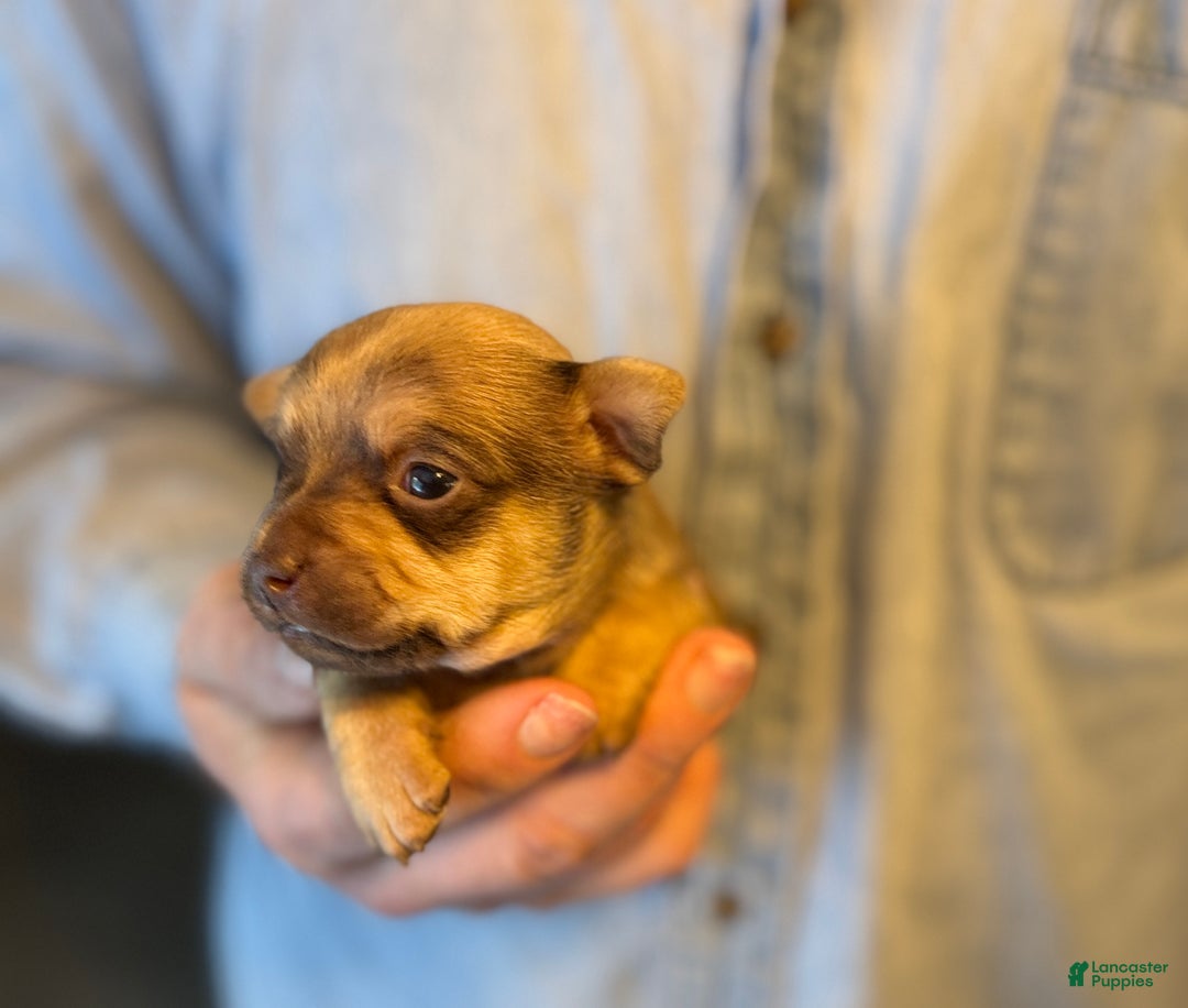 Chihuahua dogs for sale: Brandy  - Ad 4