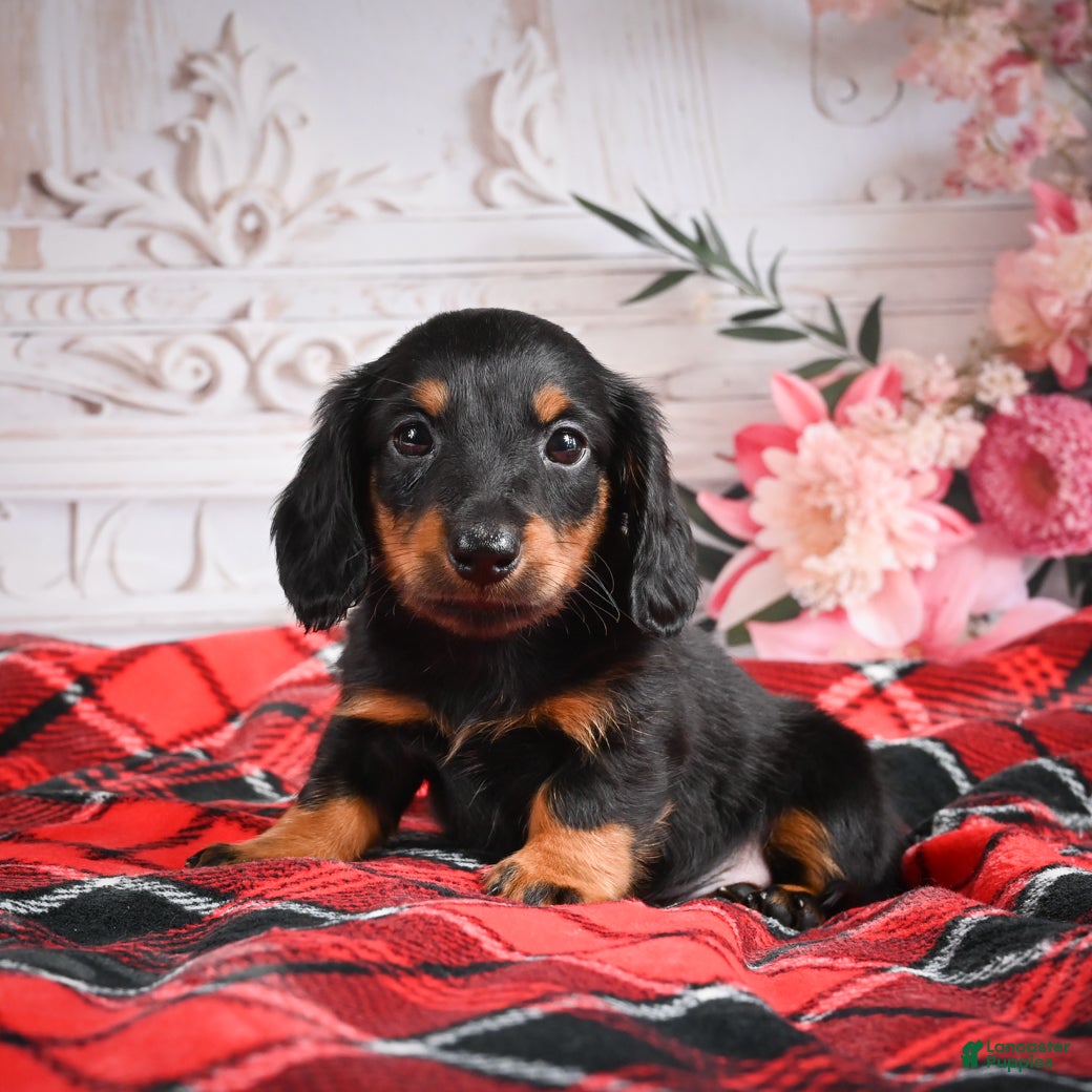 Miniature Dachshund dogs AKC-Eddie - Ad 1