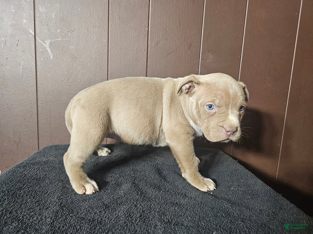 American Bully dogs for sale: Sasha - Lilac - Ad 2