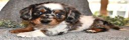 Miniature Dachshund dogs for sale: Holly - Ad 1