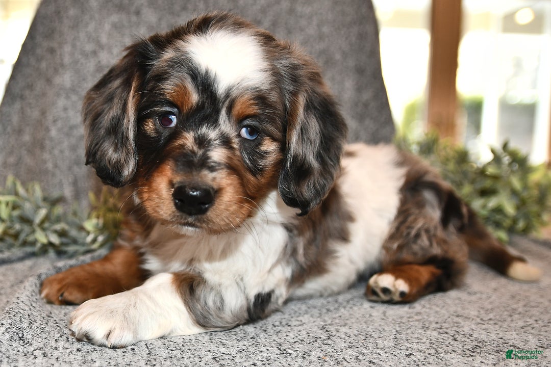 Miniature Dachshund dogs for sale: Holly - Ad 1