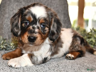 Miniature Dachshund dogs Holly - Ad 3