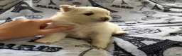 Pomeranian dogs for sale: Linen - Ad 5