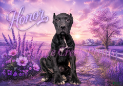 Presa Canario dogs Honor - Ad 2
