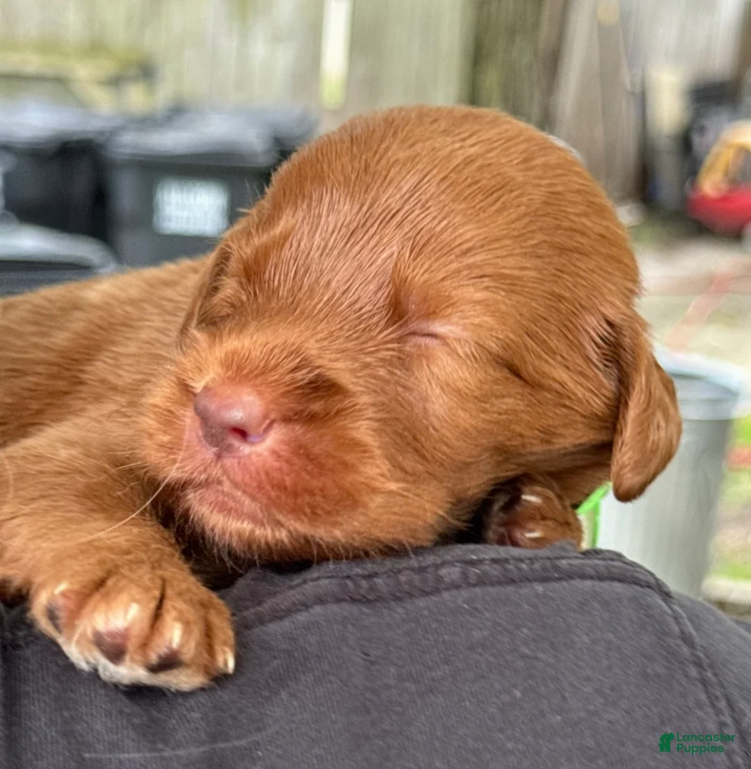 Labradoodle dogs for sale: Labradoodle 1 - Ad 19