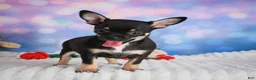 Chihuahua dogs for sale: Boone - Ad 7
