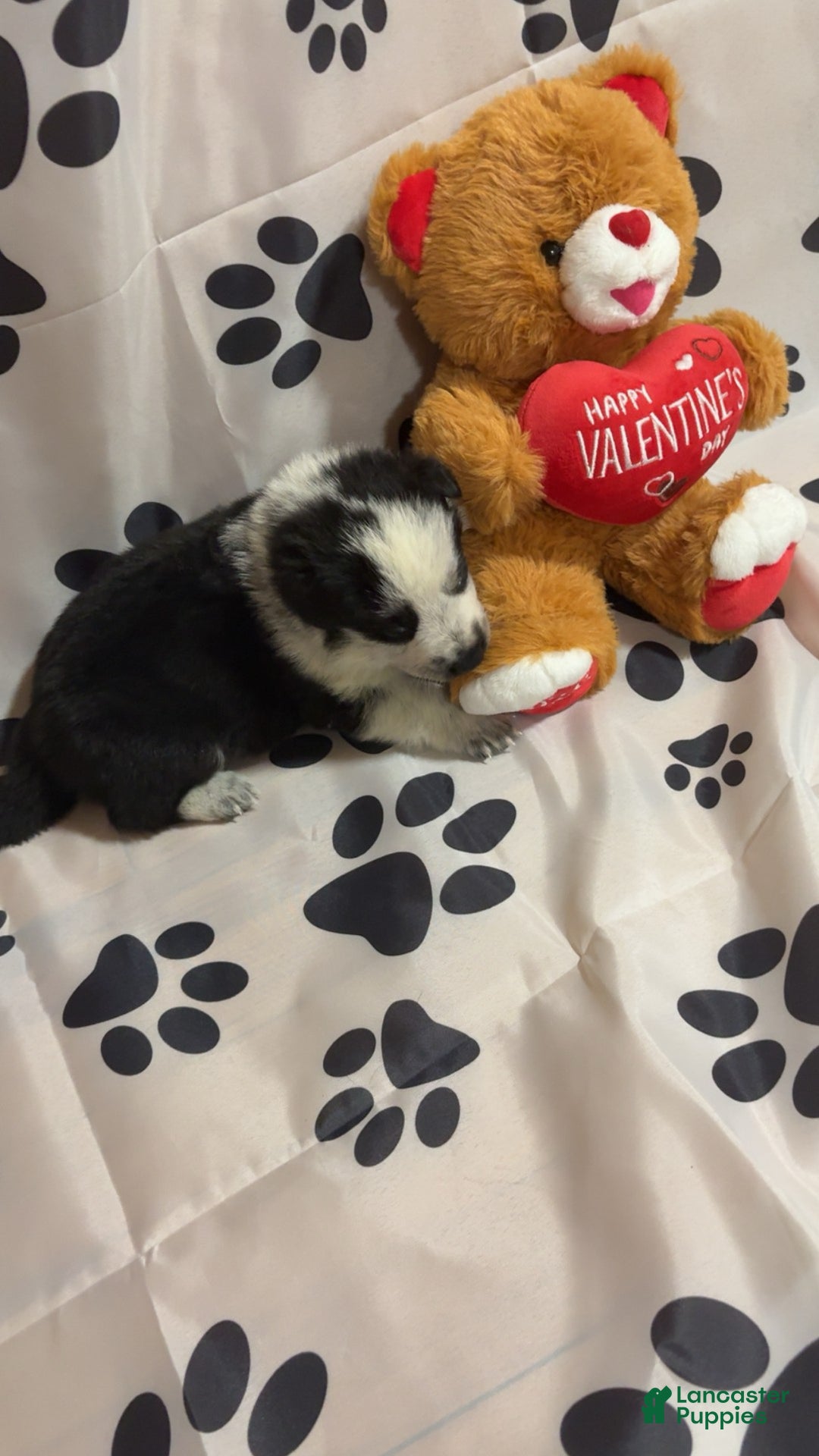 German Shepherd dogs for sale: Frost - Ad 2