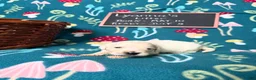 Golden Retriever dogs for sale: Misty - Ad 23