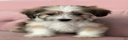Havanese dogs for sale: Simon - Ad 3