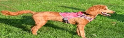 Standard Poodle dogs for sale: Lucy - Ad 9