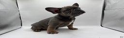 French Bulldog dogs for sale: French Bulldog Puppy 1 - Ad 2