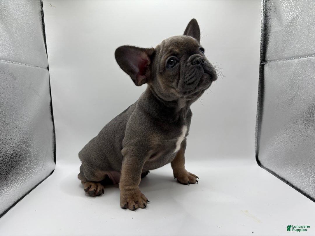 French Bulldog dogs for sale: French Bulldog Puppy 1 - Ad 2