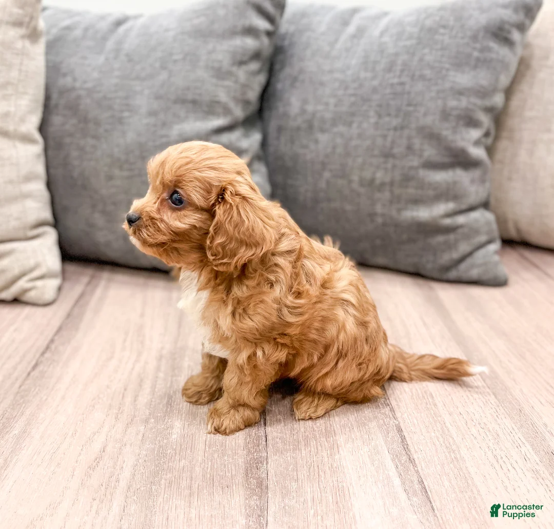 Cavapoo dogs for sale: Rambo - Ad 5
