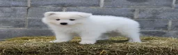 Samoyed dogs for sale: Aurora  - Ad 2