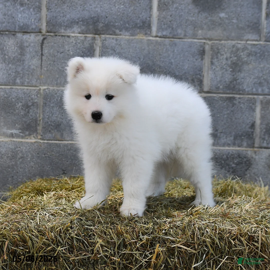 Samoyed dogs for sale: Aurora  - Ad 2