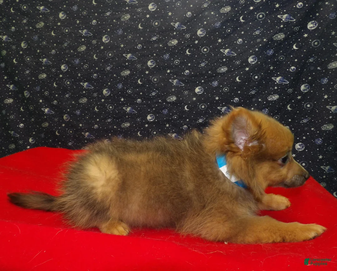Pomeranian dogs for sale: Mallard - Ad 2