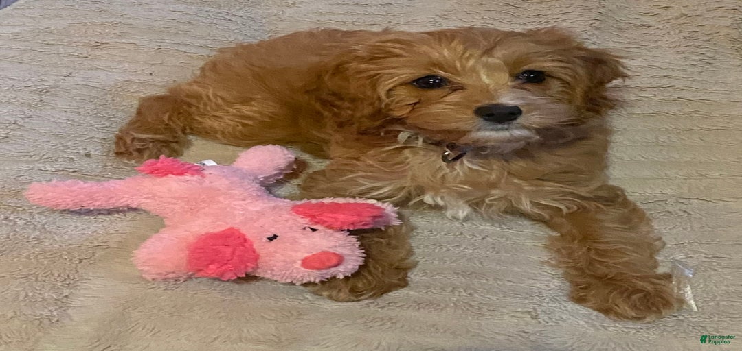 Gallery Image {{count}}