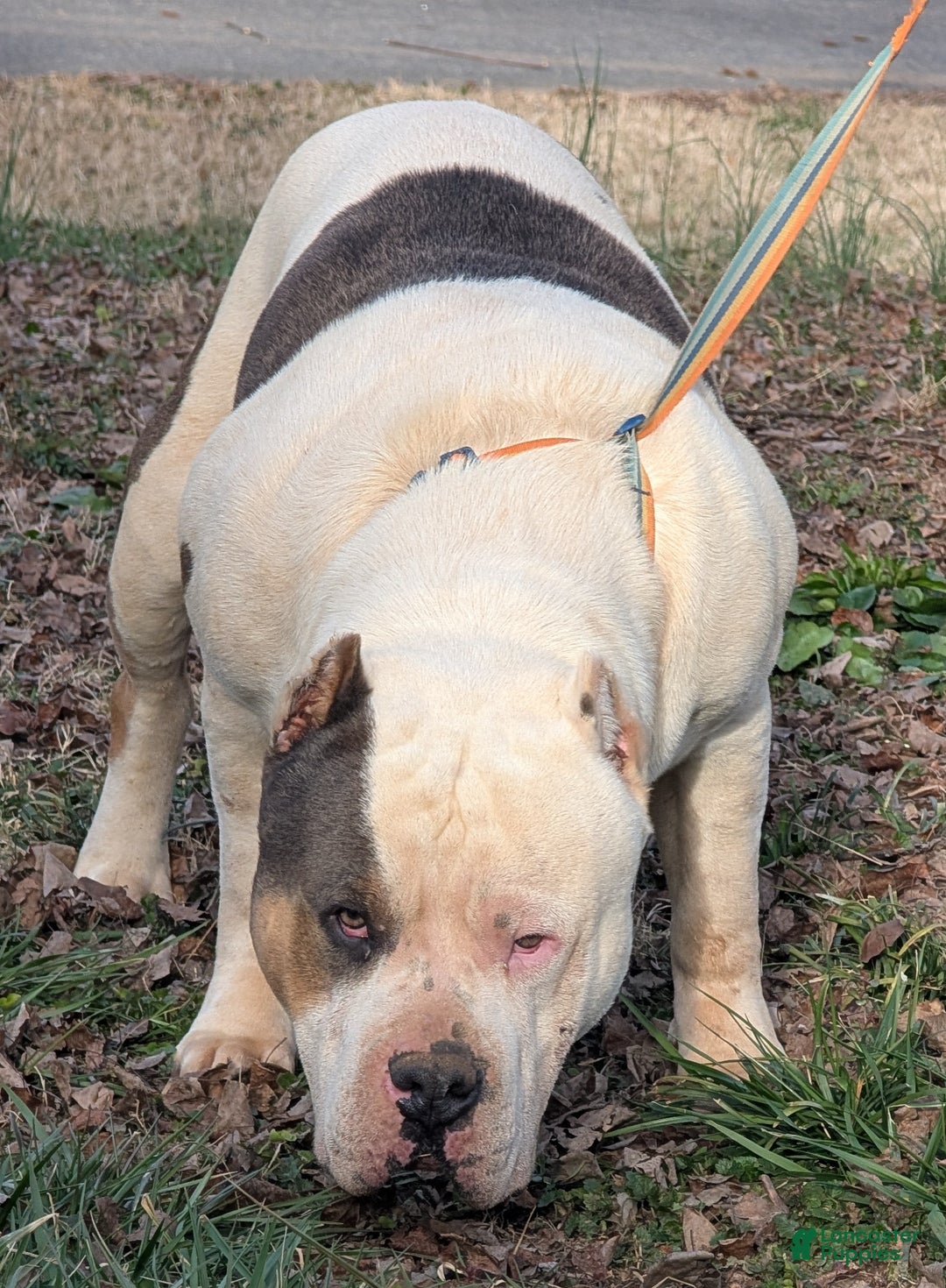 American Bully dogs for sale: American Bully Puppy 2 - Ad 6