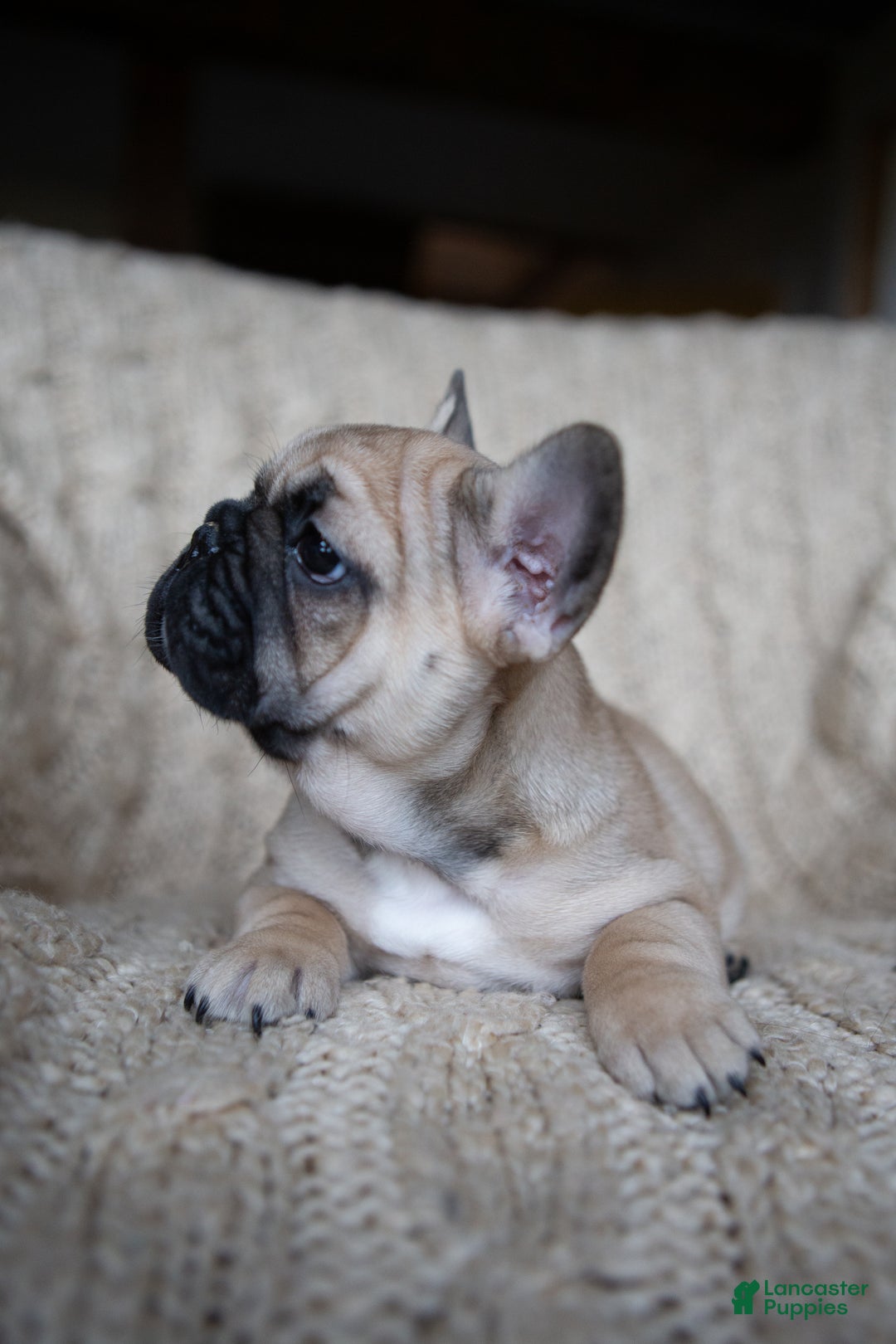 French Bulldog dogs for sale: Rhubarb  AKC - Ad 6