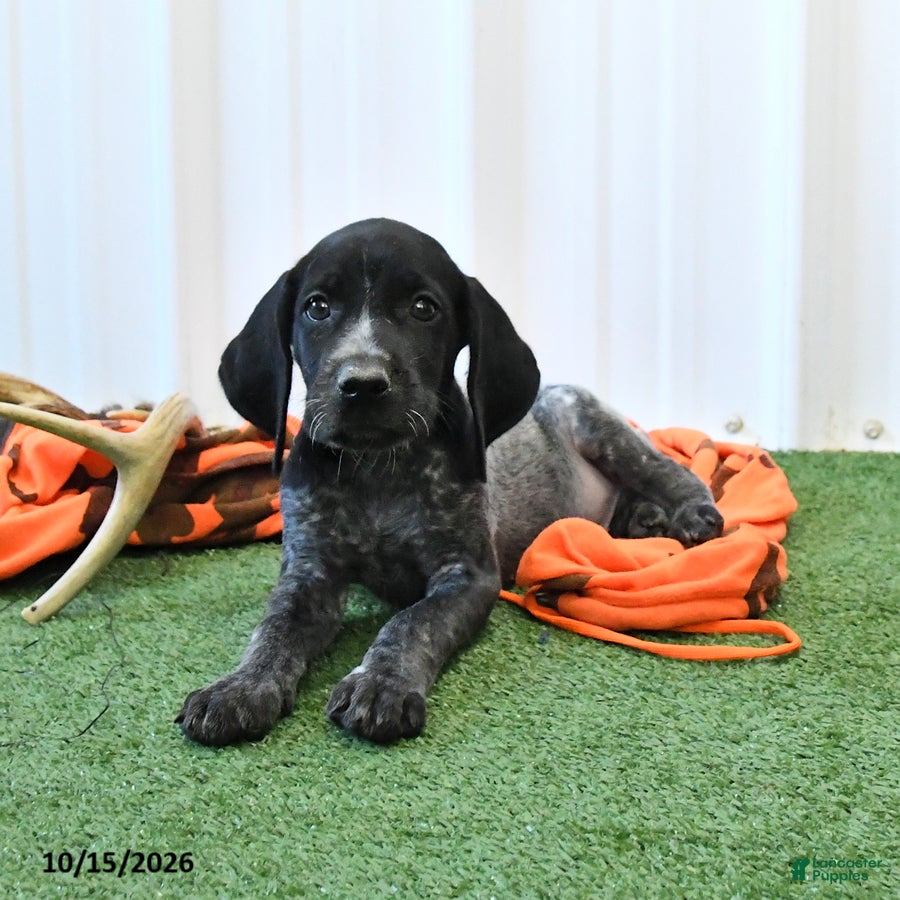 German Shorthaired Pointer dogs Lucky - Ad 1