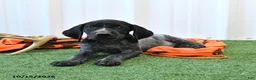 German Shorthaired Pointer dogs for sale: Lucky - Ad 1