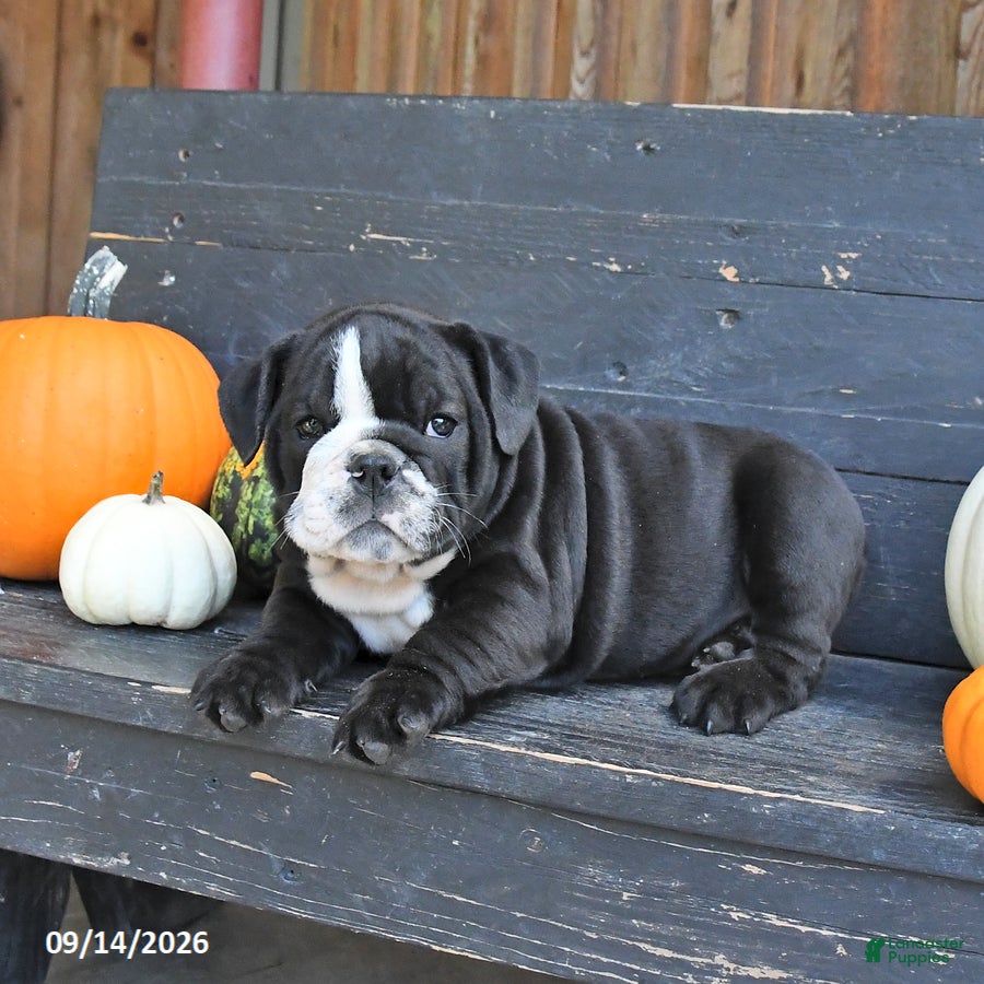English Bulldog dogs Joyce - Ad 2