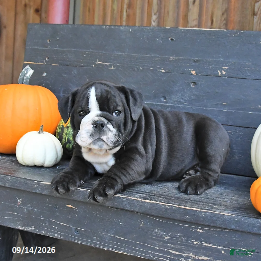 English Bulldog dogs for sale: Joyce - Ad 2