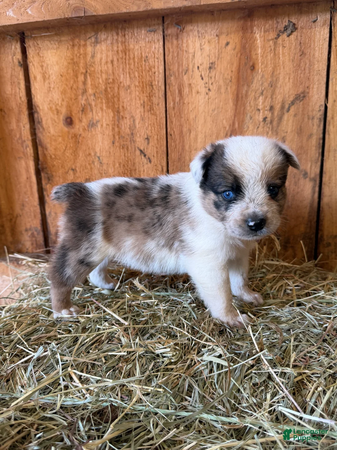 Mixed Breed dogs for sale: Bruce - Ad 2